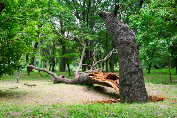 Best Tree Trimming and Pruning  in Ackerman, MS